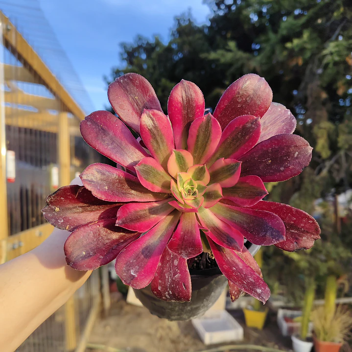 Aeoinum Medusa con hijos 3