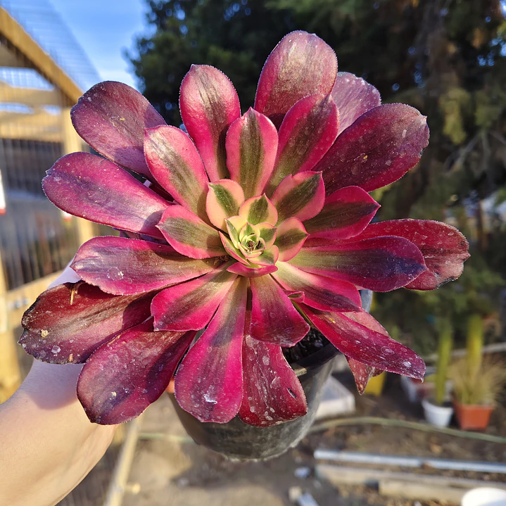 Aeoinum Medusa con hijos 4
