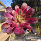 Aeoinum Medusa con hijos - Miniatura 4
