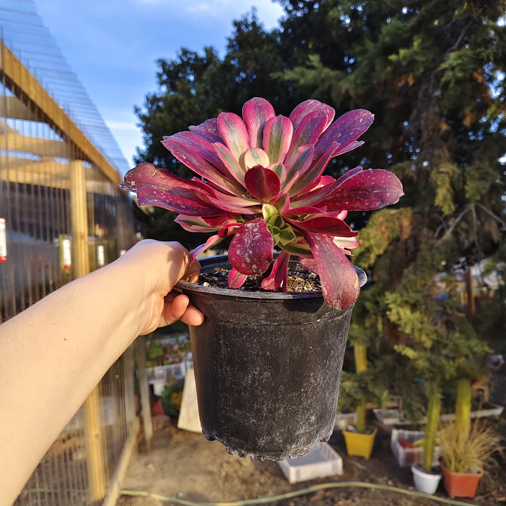 Aeoinum Medusa con hijos 5