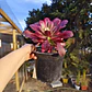 Aeoinum Medusa con hijos - Miniatura 5