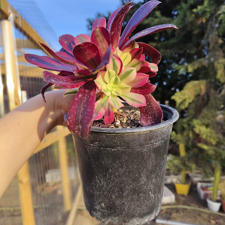 Aeoinum Medusa con hijos 6