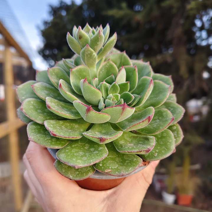 Echeveria Joan Daniels XL 2