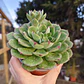 Echeveria Joan Daniels XL - Miniatura 2