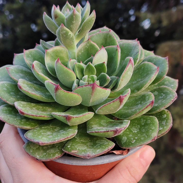 Echeveria Joan Daniels XL 4