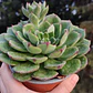 Echeveria Joan Daniels XL - Miniatura 4