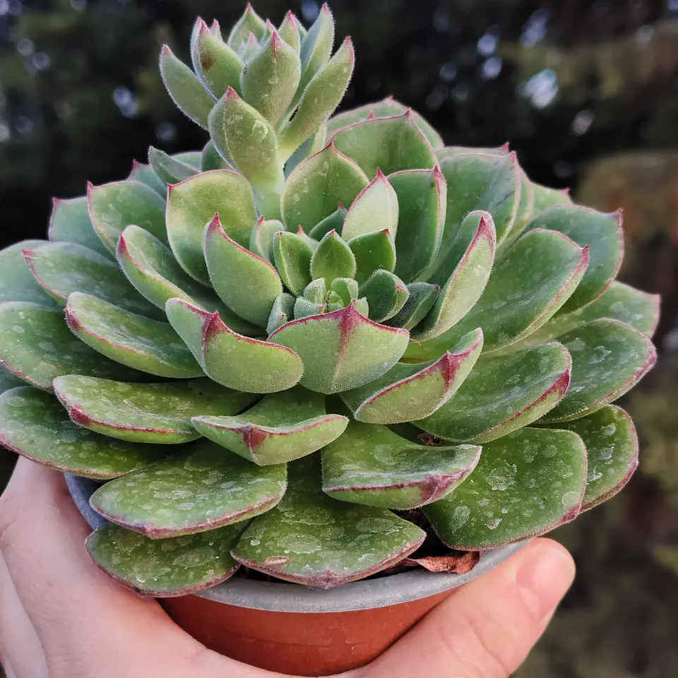 Echeveria Joan Daniels XL 4
