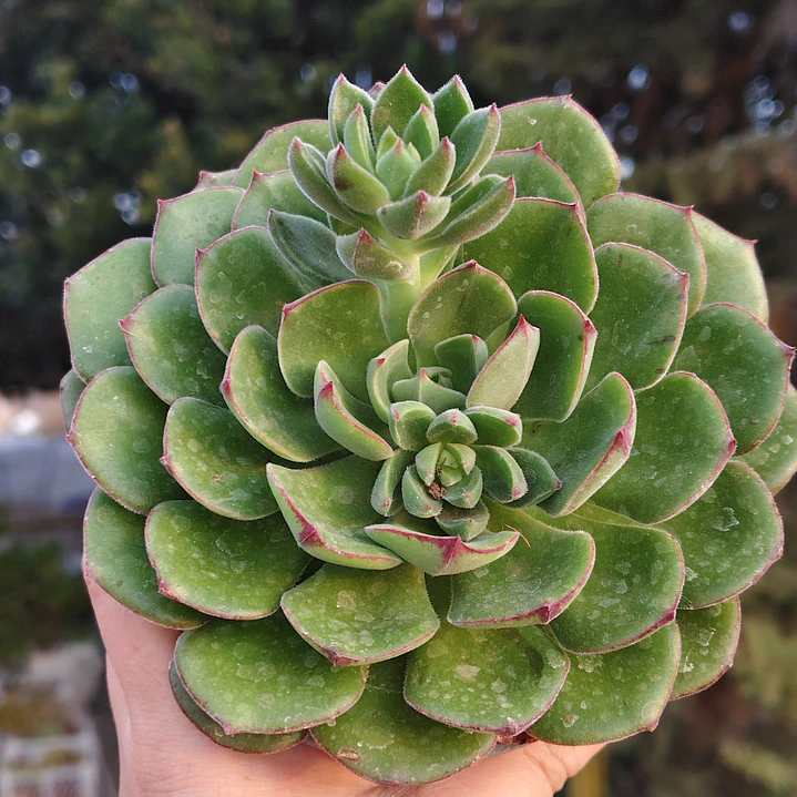Echeveria Joan Daniels XL 1