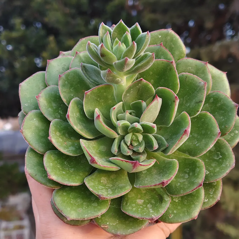 Echeveria Joan Daniels XL 1
