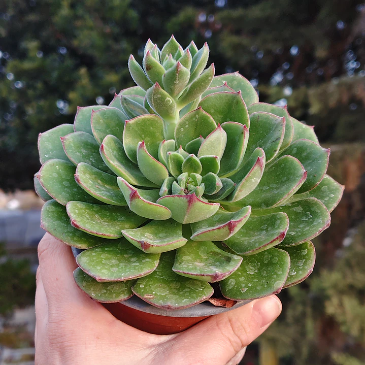 Echeveria Joan Daniels XL 5