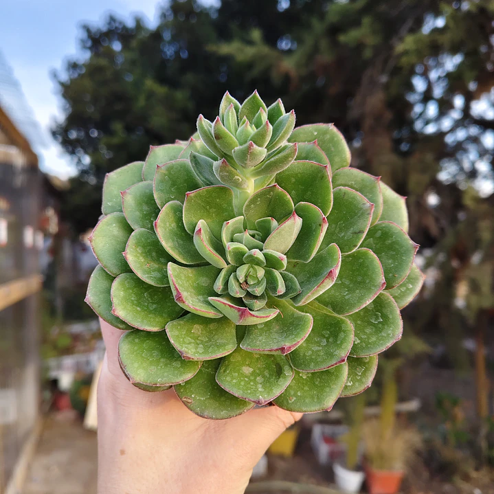 Echeveria Joan Daniels XL 6