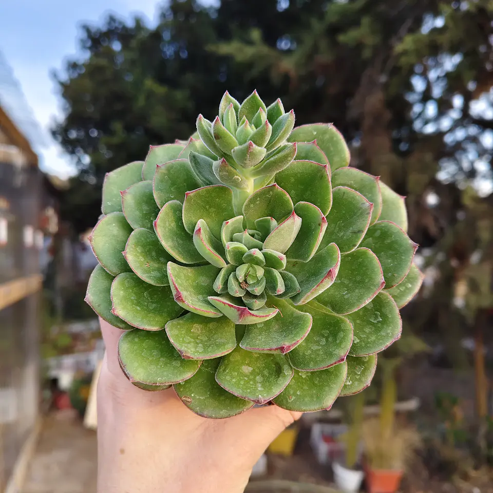 Echeveria Joan Daniels XL 6