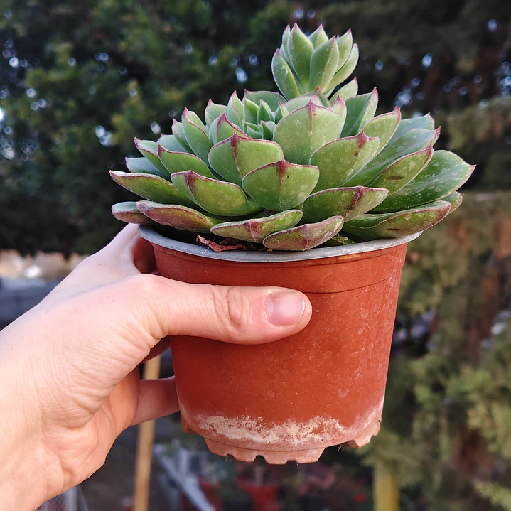 Echeveria Joan Daniels XL 3