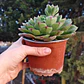 Echeveria Joan Daniels XL - Miniatura 3