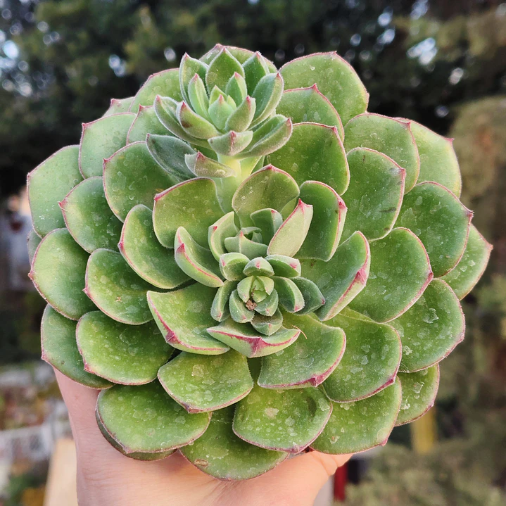 Echeveria Joan Daniels XL 7