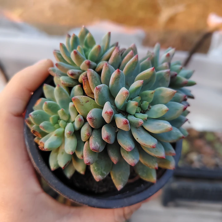 Sedeveria blue elf  1