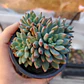Sedeveria blue elf  - Miniatura 1