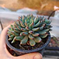 Sedeveria blue elf  - Miniatura 2