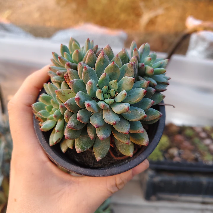 Sedeveria blue elf  3