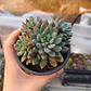Sedeveria blue elf  - Miniatura 3