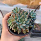 Sedeveria blue elf  - Miniatura 4