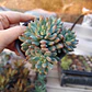 Sedeveria blue elf  - Miniatura 5
