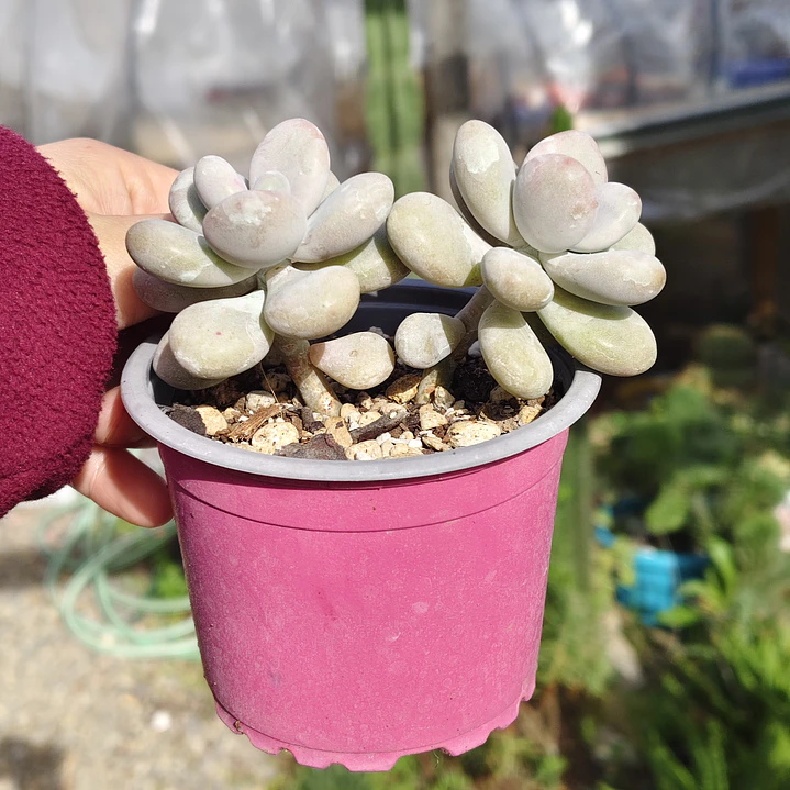 Graptopetalum amethystinum 2
