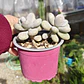 Graptopetalum amethystinum - Miniatura 2