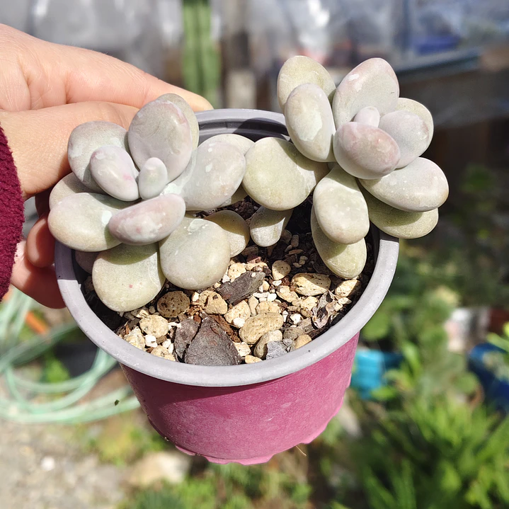 Graptopetalum amethystinum 3