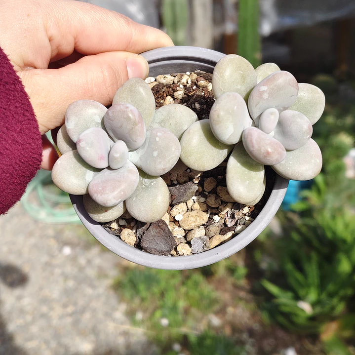 Graptopetalum amethystinum 1