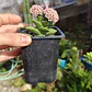 Crassula Springtime - Miniatura 2