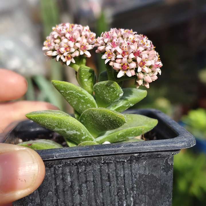 Crassula Springtime 1