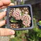 Crassula Springtime - Miniatura 3