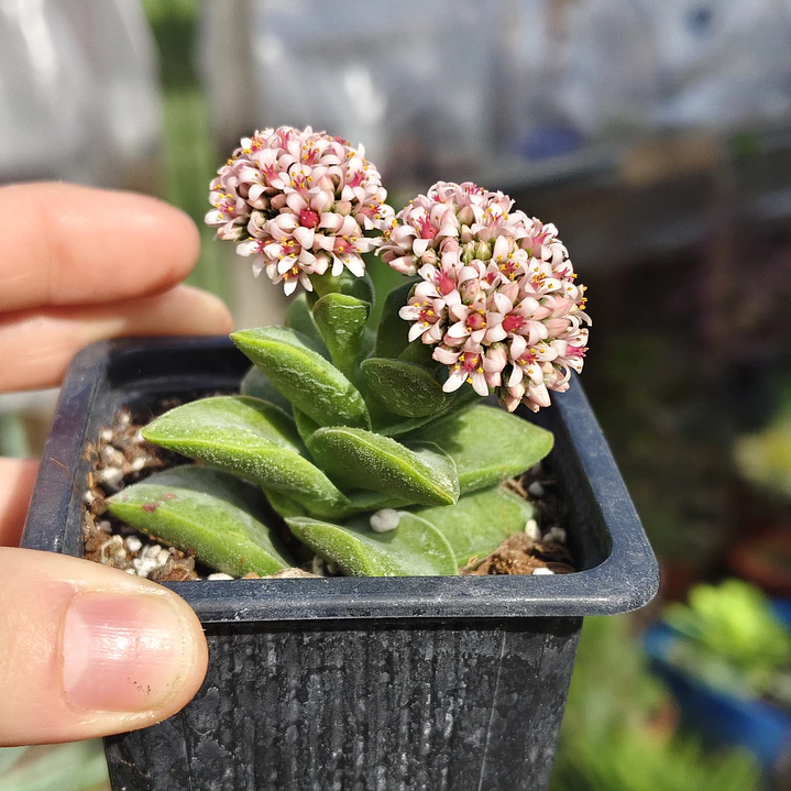 Crassula Springtime 4