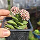 Crassula Springtime - Miniatura 4