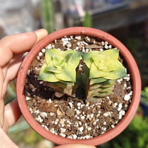 Crassula Perforata Variegada