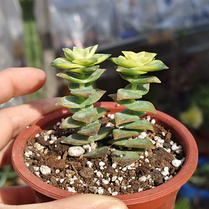 Crassula Perforata Variegada