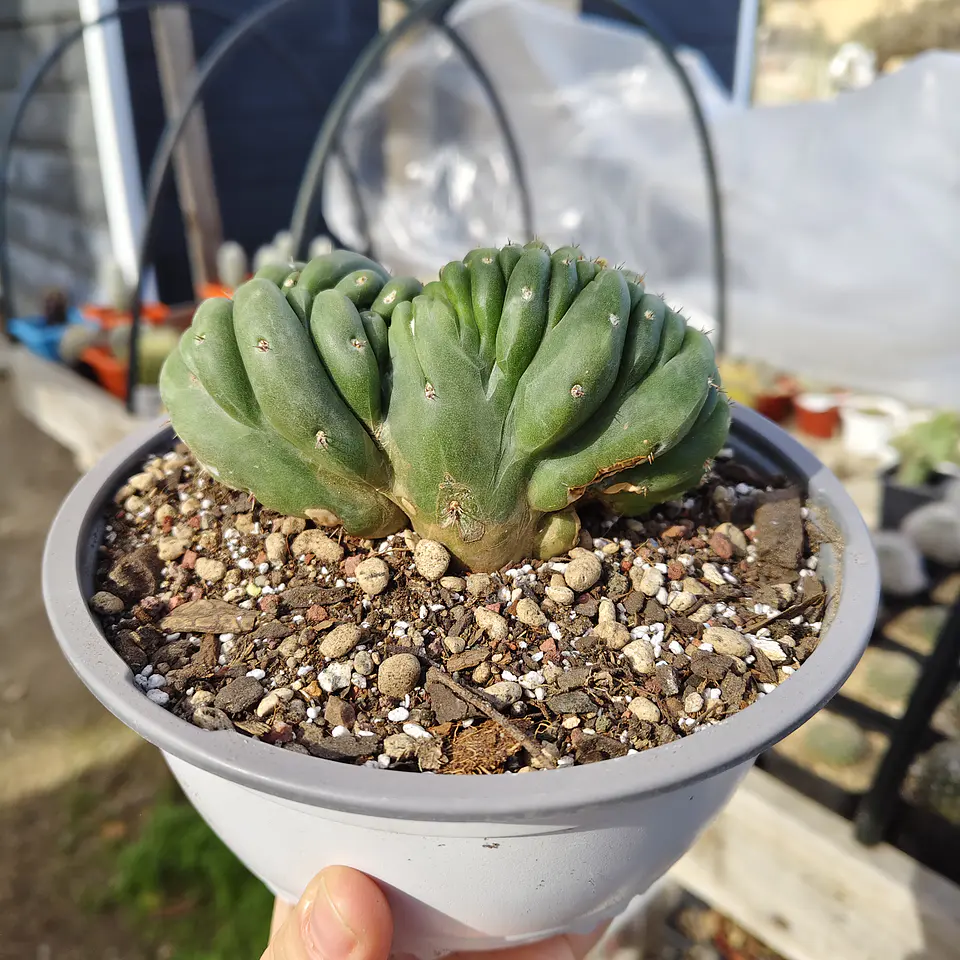 Echinopsis pachanoi Crestado (Cactus Cerebro) (San pedro crestado) 2