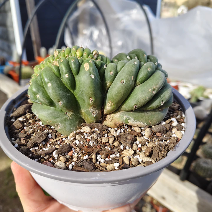 Echinopsis pachanoi Crestado (Cactus Cerebro) (San pedro crestado) 3