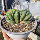 Echinopsis pachanoi Crestado (Cactus Cerebro) (San pedro crestado) - Miniatura 3