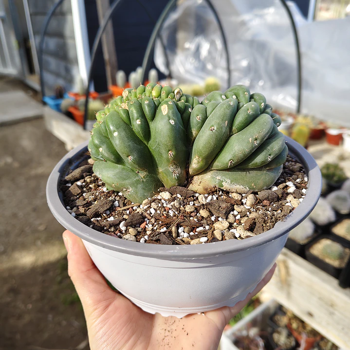Echinopsis pachanoi Crestado (Cactus Cerebro) (San pedro crestado) 1