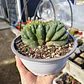 Echinopsis pachanoi Crestado (Cactus Cerebro) (San pedro crestado) - Miniatura 1
