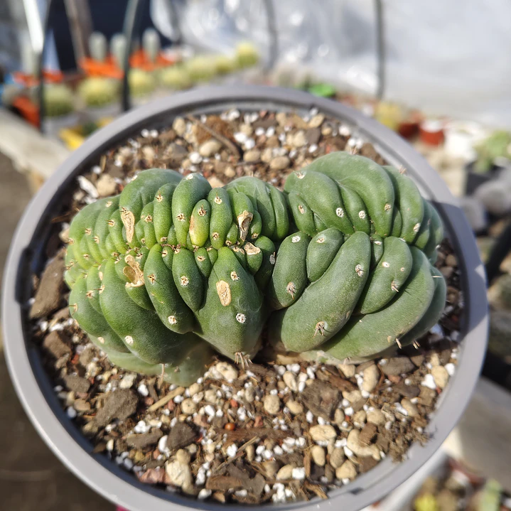 Echinopsis pachanoi Crestado (Cactus Cerebro) (San pedro crestado) 4
