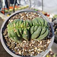 Echinopsis pachanoi Crestado (Cactus Cerebro) (San pedro crestado) - Miniatura 4