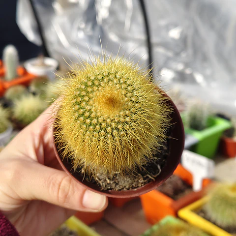 Parodia leninghausii