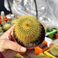Parodia leninghausii - Miniatura 2