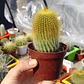 Parodia leninghausii - Miniatura 1