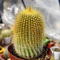 Parodia leninghausii - Miniatura 3