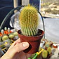 Parodia leninghausii - Miniatura 4