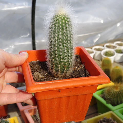 Cleistocactus strausii